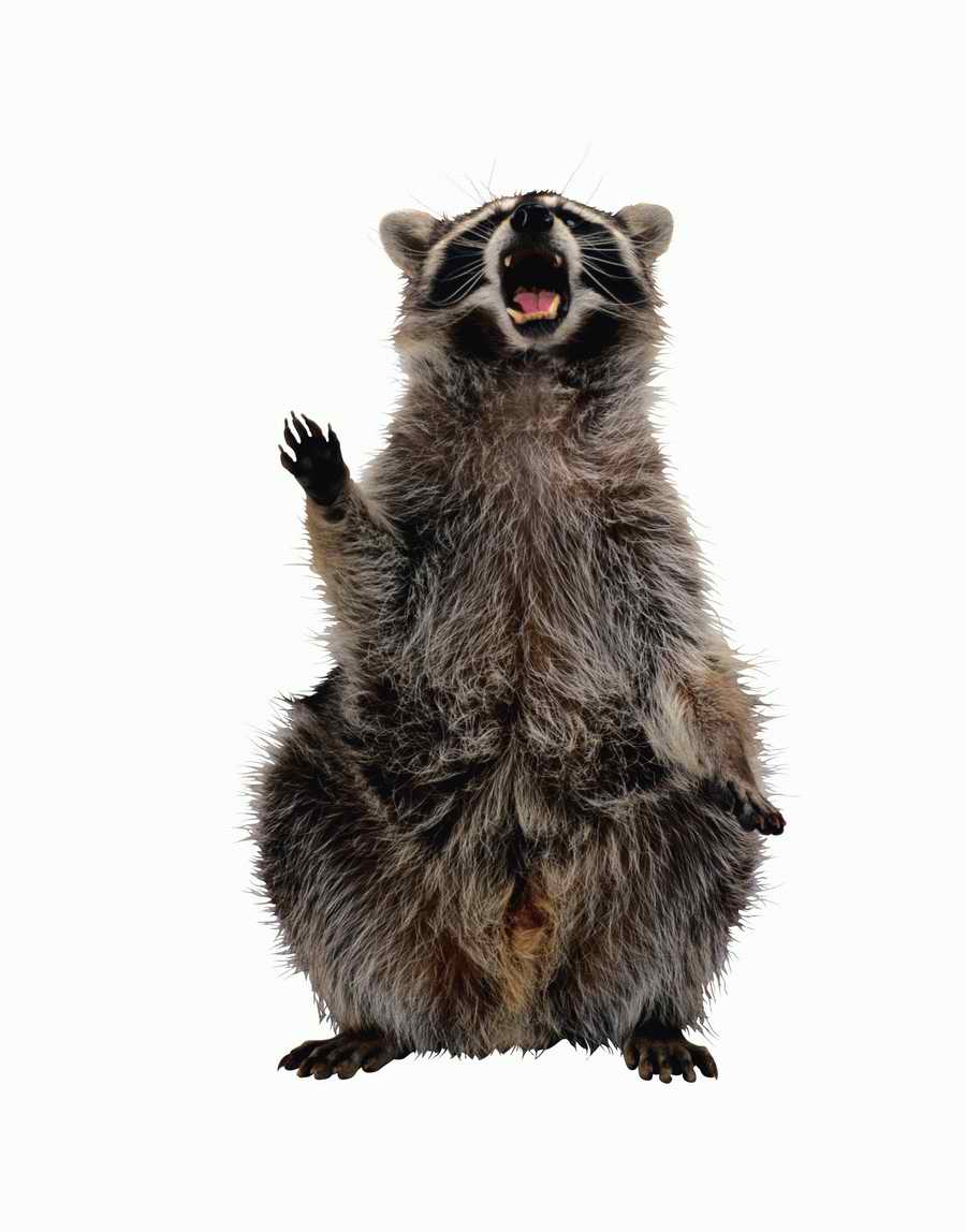 Lions, Tigers and Bears - Photodisc Object Series ></a>
<script language=JavaScript> 
  var txt = 