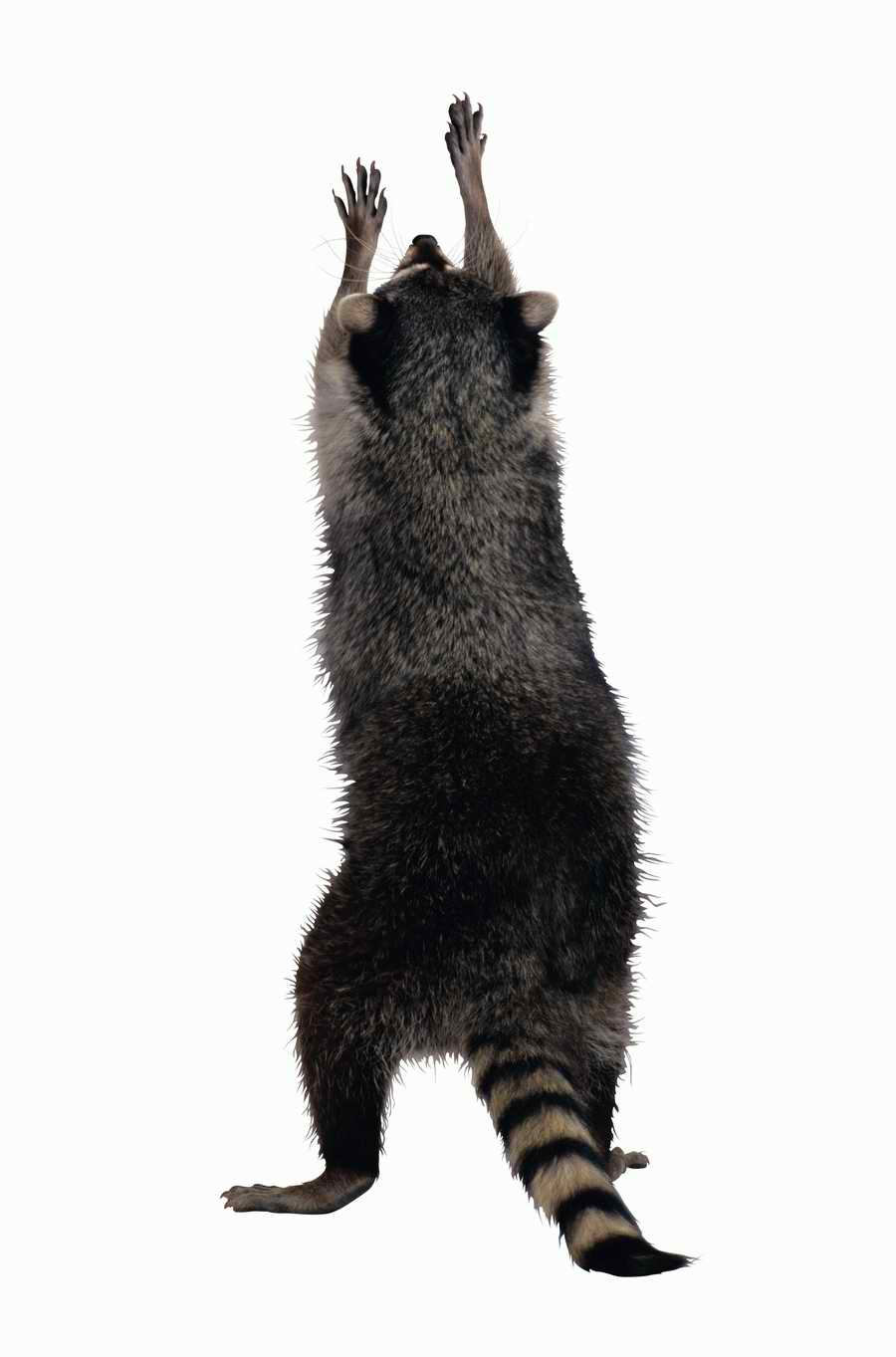 Lions, Tigers and Bears - Photodisc Object Series ></a>
<script language=JavaScript> 
  var txt = 