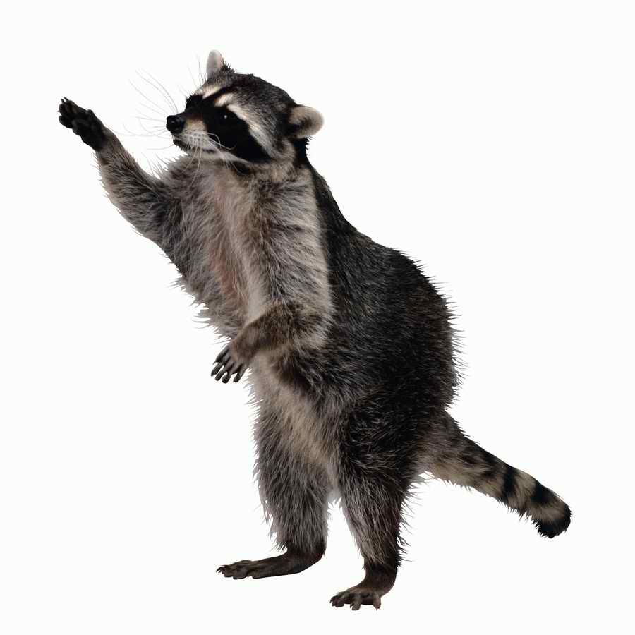 Lions, Tigers and Bears - Photodisc Object Series ></a>
<script language=JavaScript> 
  var txt = 