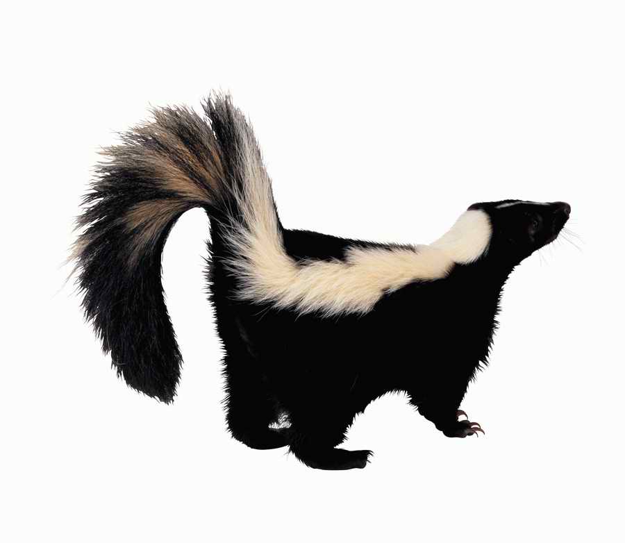 Lions, Tigers and Bears - Photodisc Object Series ></a>
<script language=JavaScript> 
  var txt = 