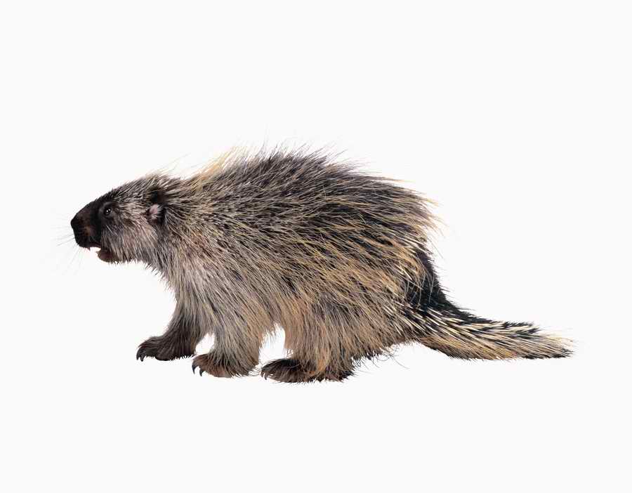 Lions, Tigers and Bears - Photodisc Object Series ></a>
<script language=JavaScript> 
  var txt = 