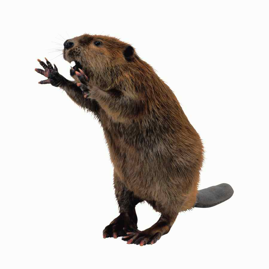 Lions, Tigers and Bears - Photodisc Object Series ></a>
<script language=JavaScript> 
  var txt = 