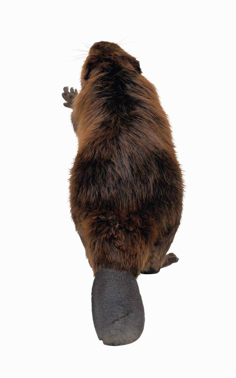 Lions, Tigers and Bears - Photodisc Object Series ></a>
<script language=JavaScript> 
  var txt = 