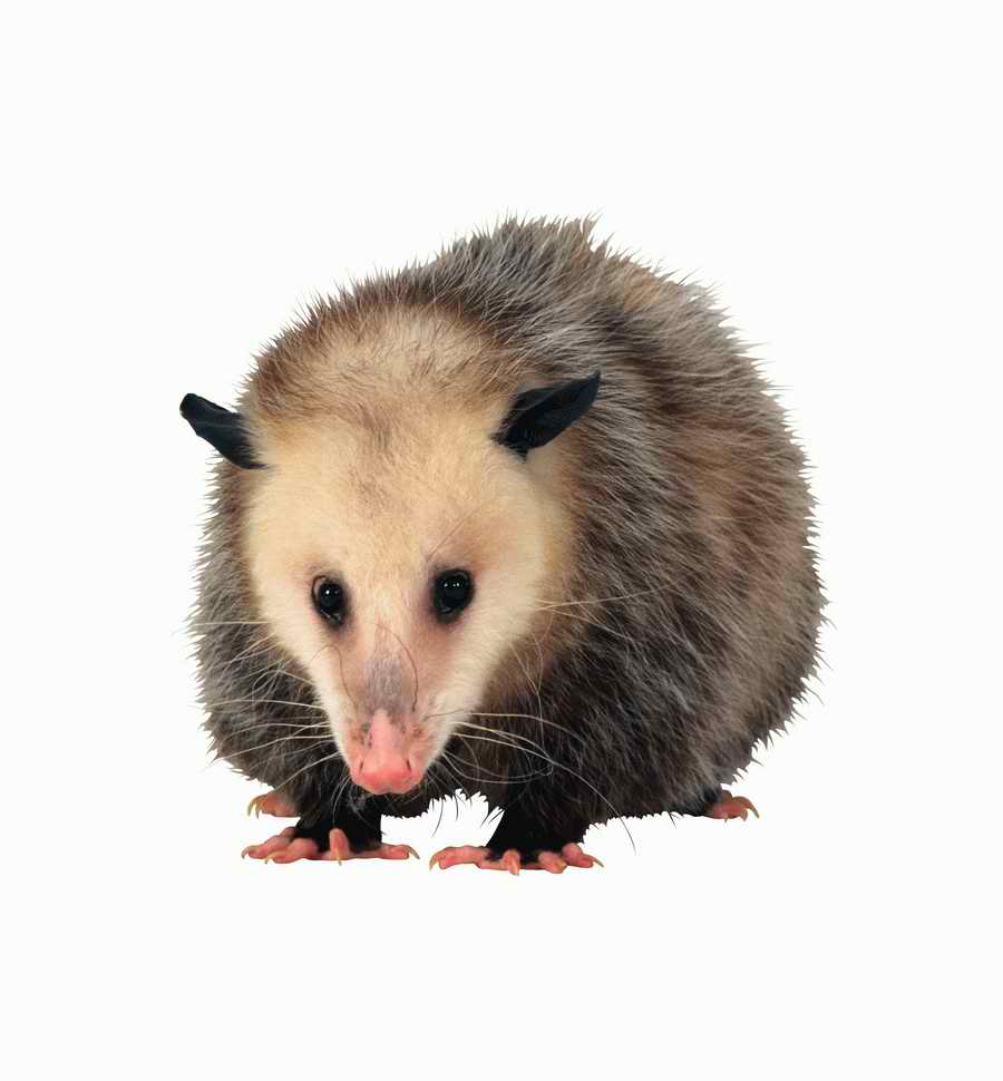 Lions, Tigers and Bears - Photodisc Object Series ></a>
<script language=JavaScript> 
  var txt = 