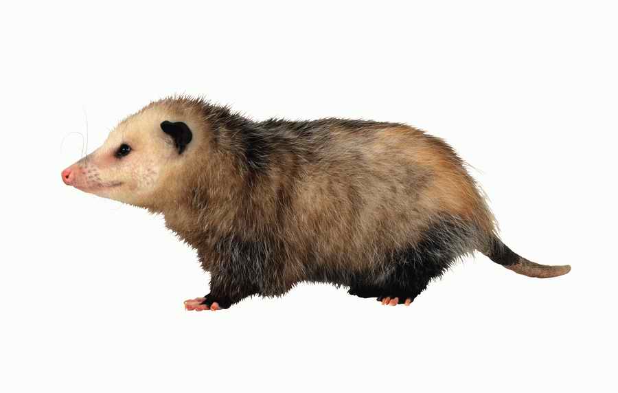 Lions, Tigers and Bears - Photodisc Object Series ></a>
<script language=JavaScript> 
  var txt = 