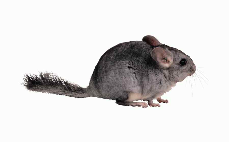 Lions, Tigers and Bears - Photodisc Object Series ></a>
<script language=JavaScript> 
  var txt = 