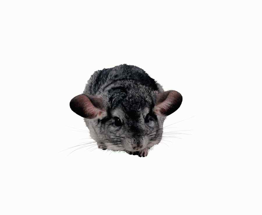 Lions, Tigers and Bears - Photodisc Object Series ></a>
<script language=JavaScript> 
  var txt = 