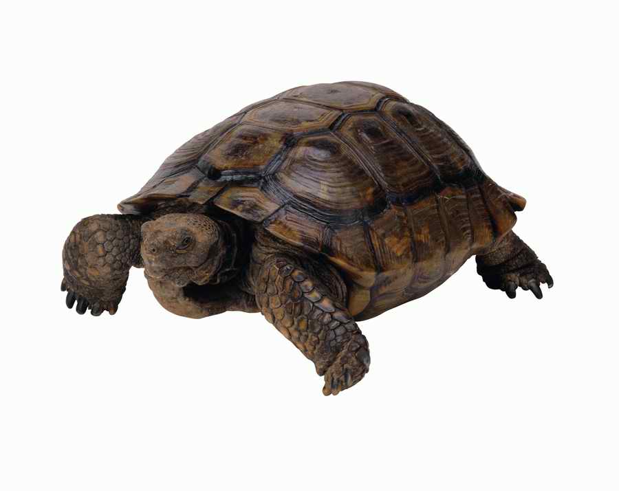 Lions, Tigers and Bears - Photodisc Object Series ></a>
<script language=JavaScript> 
  var txt = 