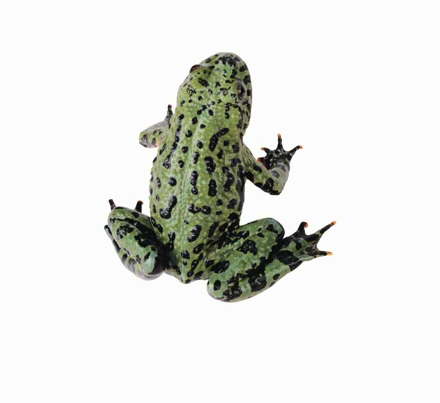 Lions, Tigers and Bears - Photodisc Object Series ></a>
<script language=JavaScript> 
  var txt = 