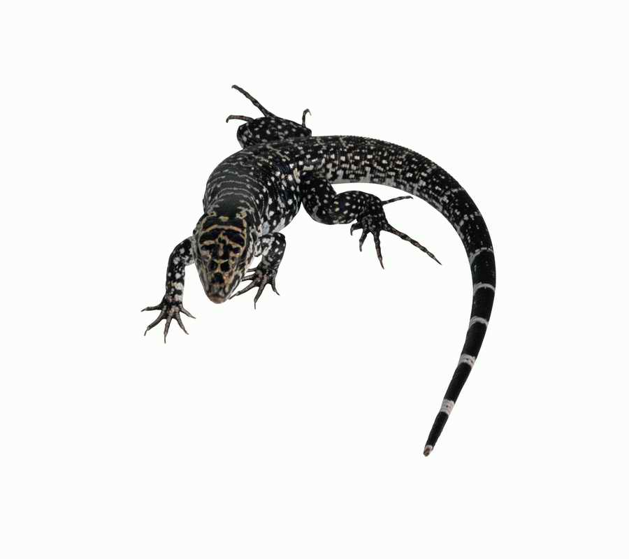 Lions, Tigers and Bears - Photodisc Object Series ></a>
<script language=JavaScript> 
  var txt = 