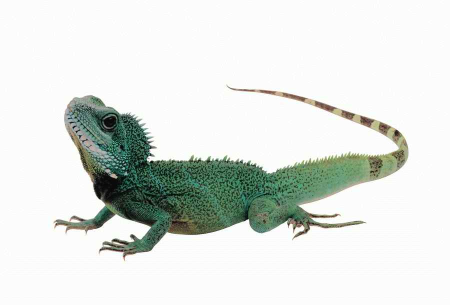 Lions, Tigers and Bears - Photodisc Object Series ></a>
<script language=JavaScript> 
  var txt = 