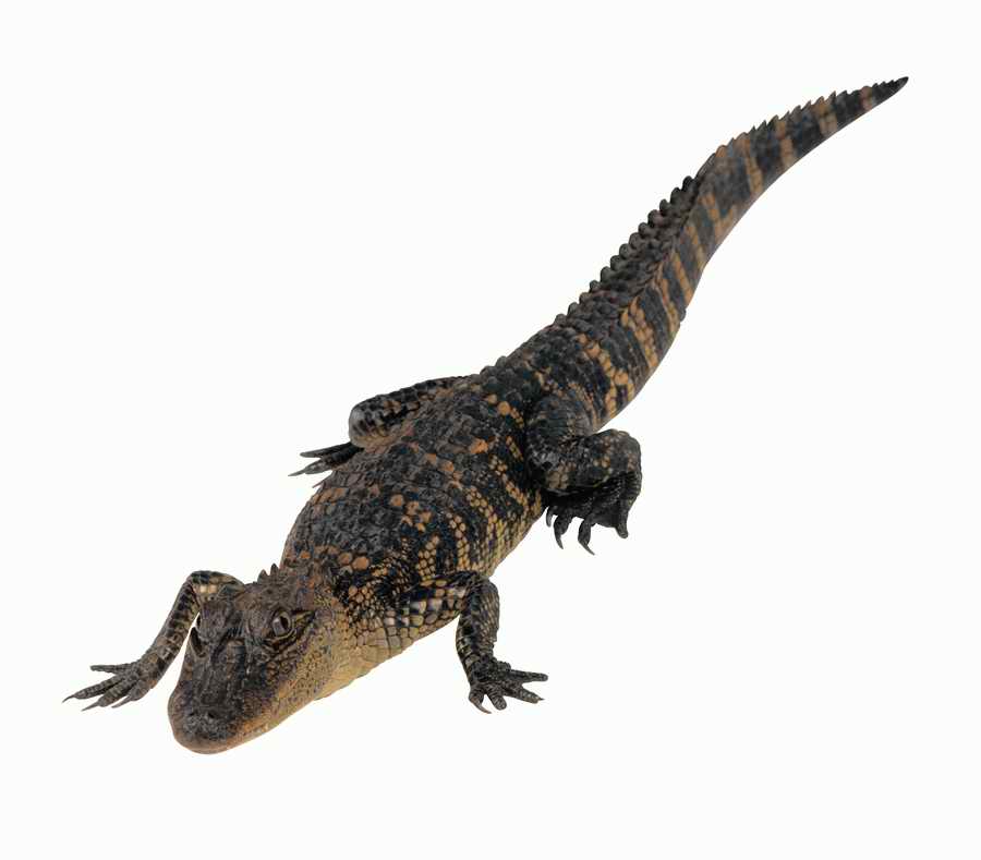 Lions, Tigers and Bears - Photodisc Object Series ></a>
<script language=JavaScript> 
  var txt = 