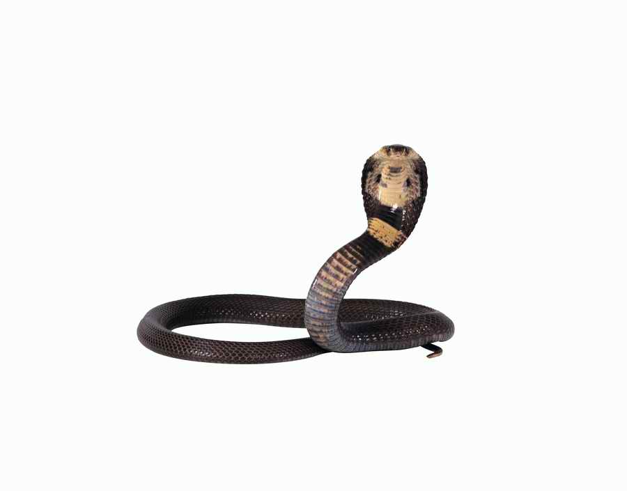 Lions, Tigers and Bears - Photodisc Object Series ></a>
<script language=JavaScript> 
  var txt = 