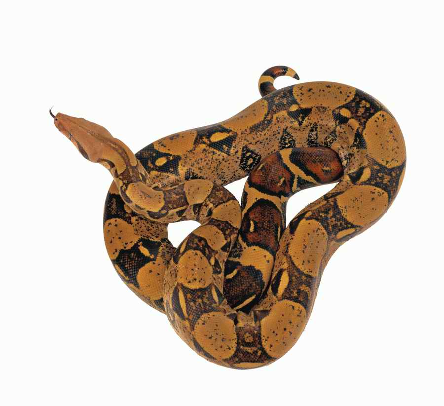 Lions, Tigers and Bears - Photodisc Object Series ></a>
<script language=JavaScript> 
  var txt = 