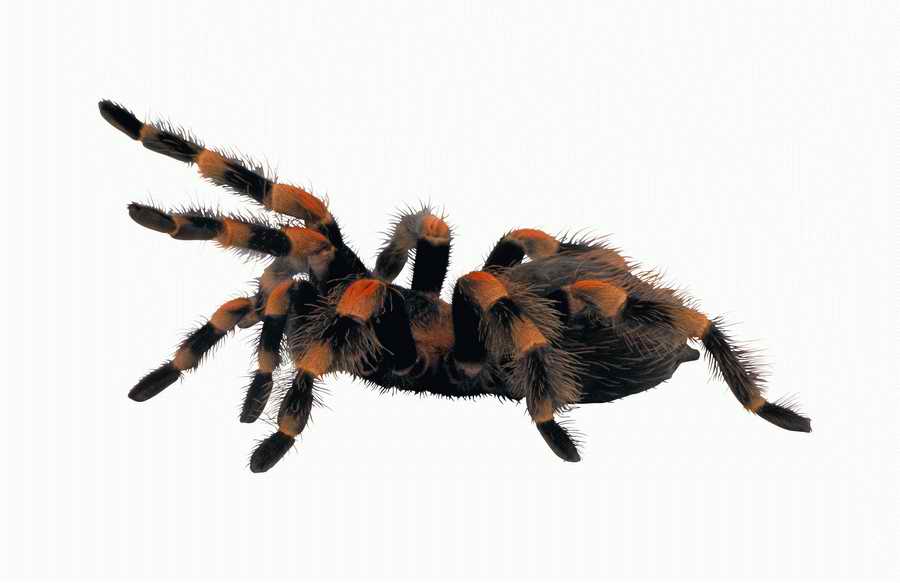 Lions, Tigers and Bears - Photodisc Object Series ></a>
<script language=JavaScript> 
  var txt = 