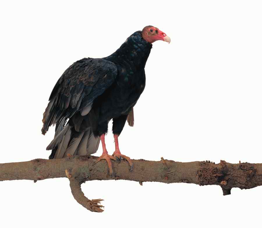 Lions, Tigers and Bears - Photodisc Object Series ></a>
<script language=JavaScript> 
  var txt = 