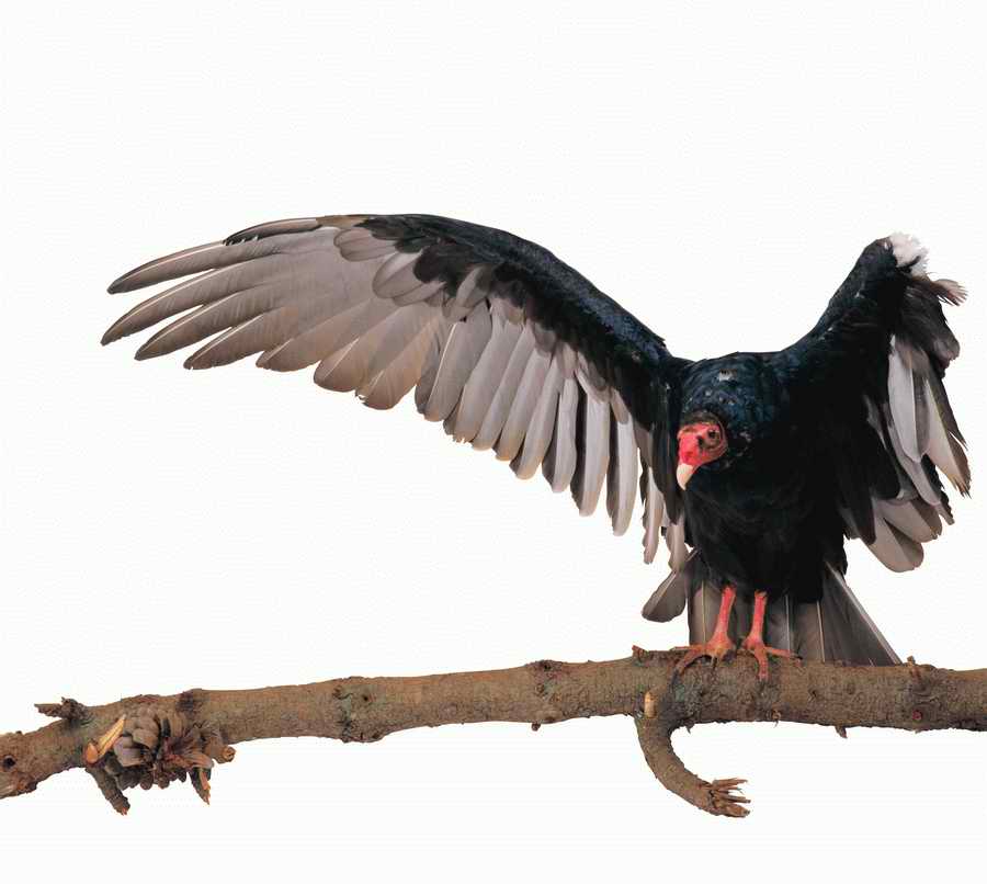 Lions, Tigers and Bears - Photodisc Object Series ></a>
<script language=JavaScript> 
  var txt = 