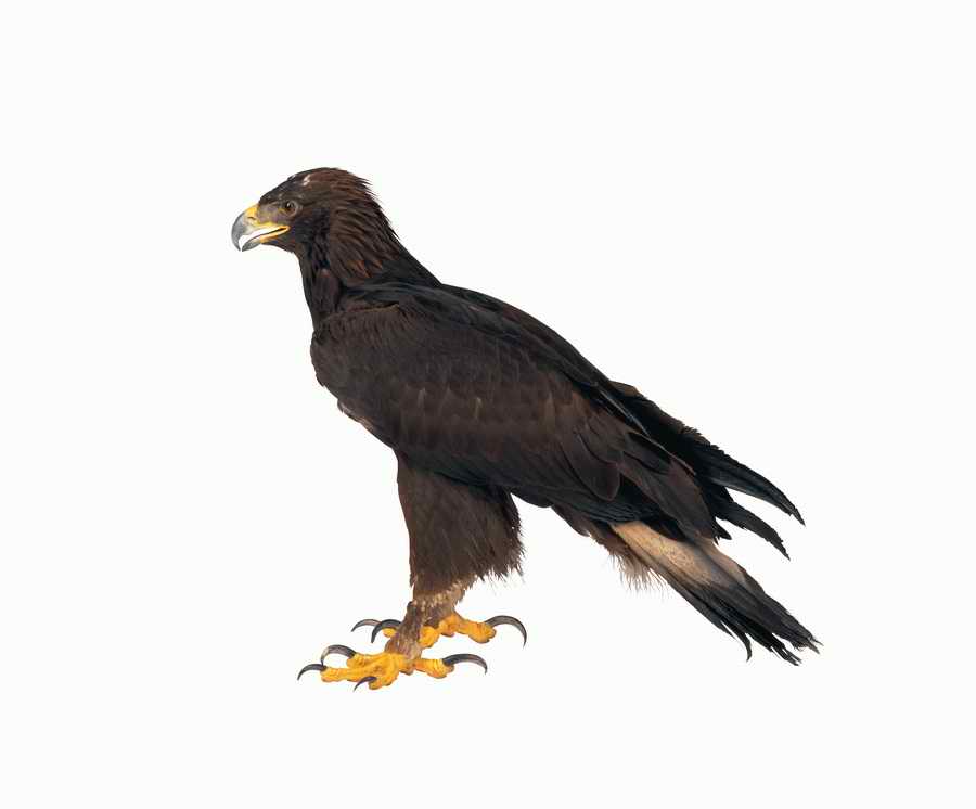 Lions, Tigers and Bears - Photodisc Object Series ></a>
<script language=JavaScript> 
  var txt = 