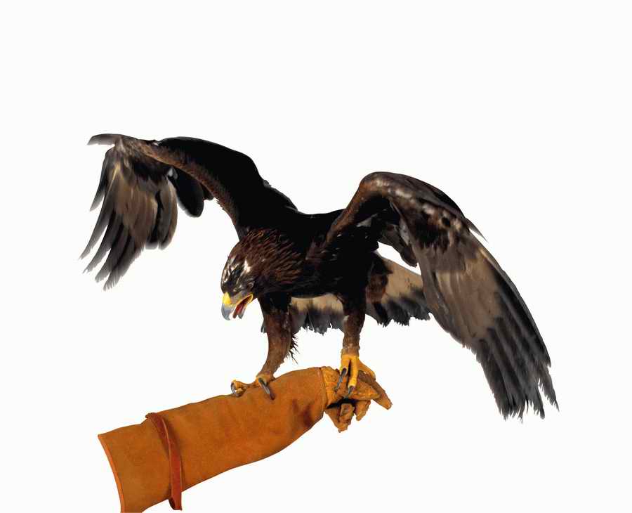 Lions, Tigers and Bears - Photodisc Object Series ></a>
<script language=JavaScript> 
  var txt = 