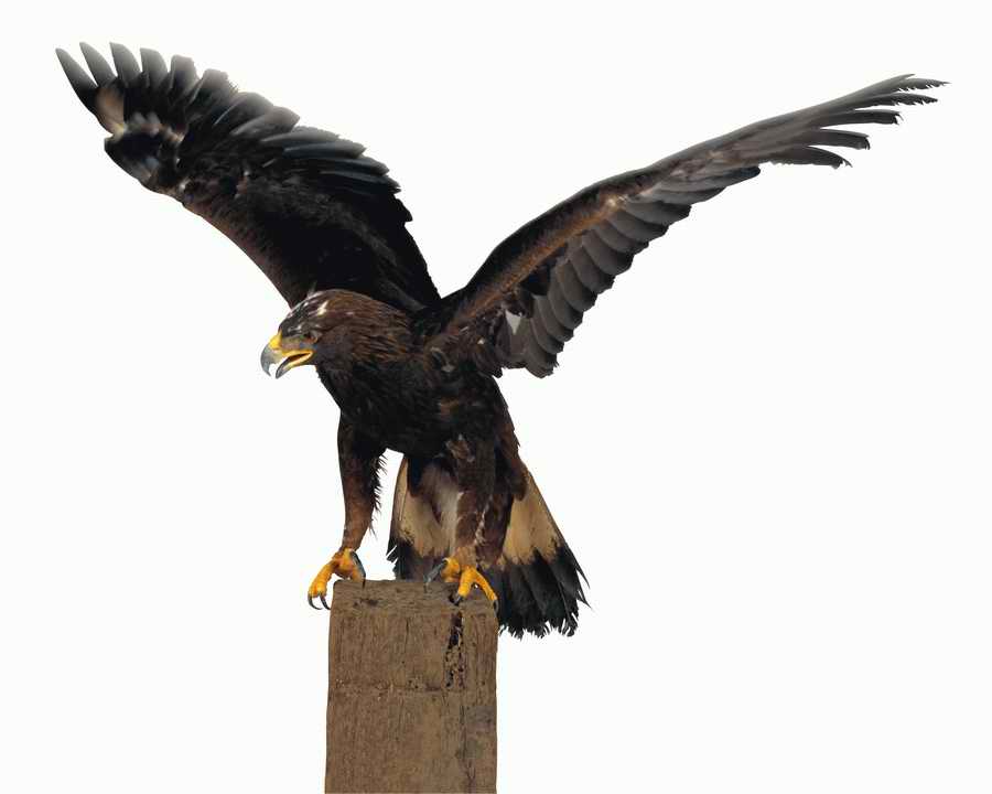 Lions, Tigers and Bears - Photodisc Object Series ></a>
<script language=JavaScript> 
  var txt = 