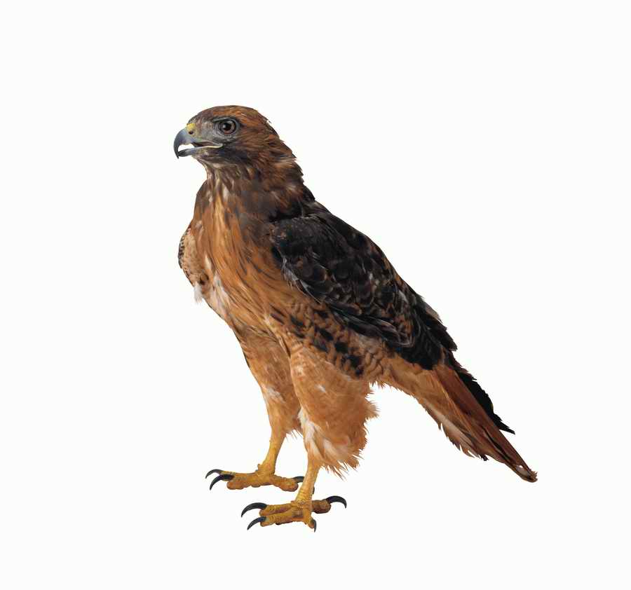 Lions, Tigers and Bears - Photodisc Object Series ></a>
<script language=JavaScript> 
  var txt = 