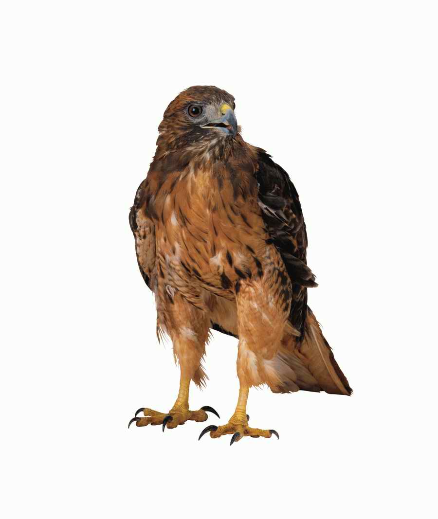 Lions, Tigers and Bears - Photodisc Object Series ></a>
<script language=JavaScript> 
  var txt = 