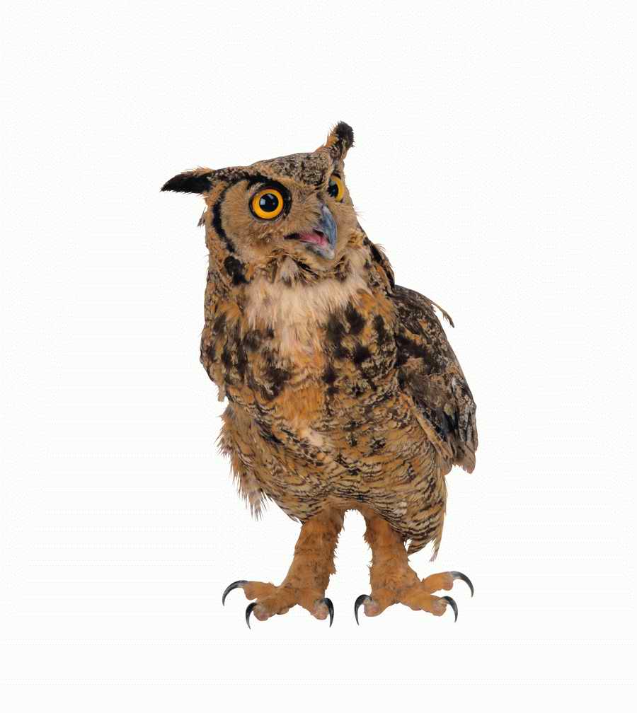 Lions, Tigers and Bears - Photodisc Object Series ></a>
<script language=JavaScript> 
  var txt = 