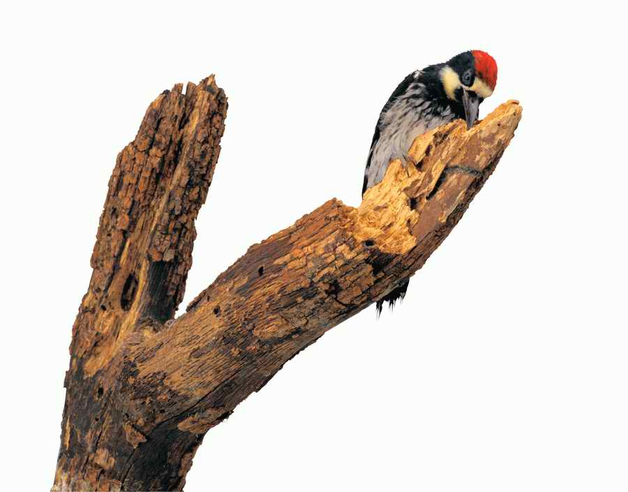 Lions, Tigers and Bears - Photodisc Object Series ></a>
<script language=JavaScript> 
  var txt = 