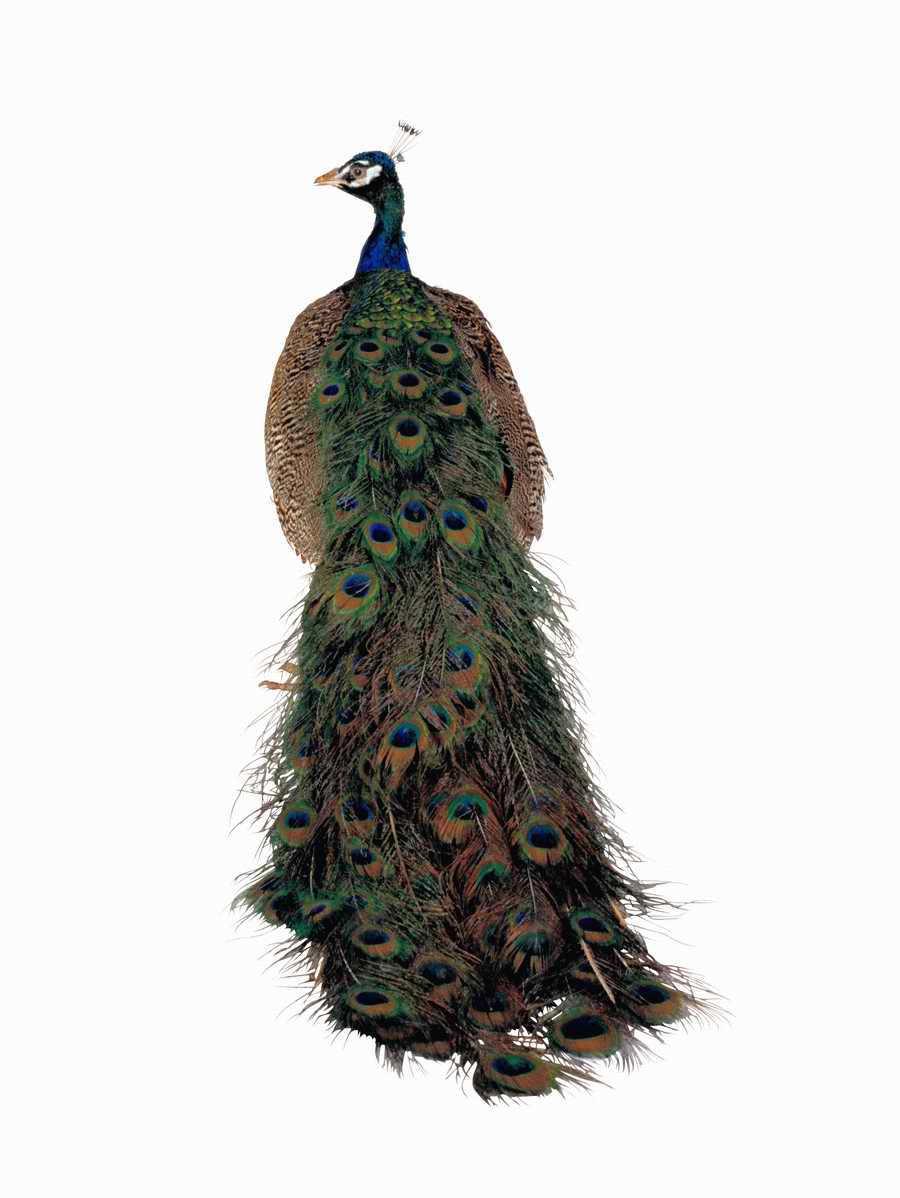 Lions, Tigers and Bears - Photodisc Object Series ></a>
<script language=JavaScript> 
  var txt = 