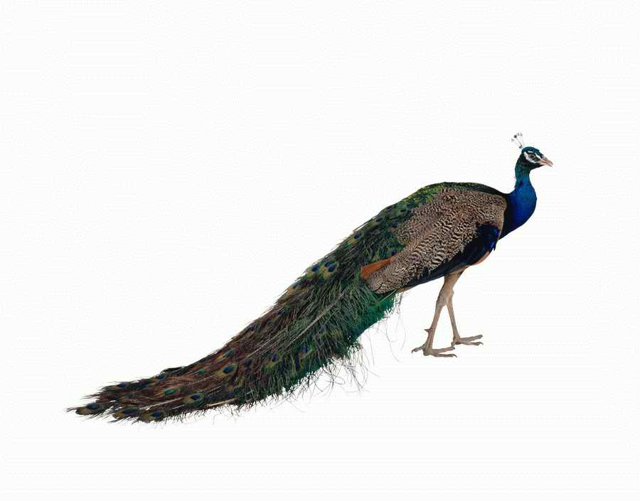 Lions, Tigers and Bears - Photodisc Object Series ></a>
<script language=JavaScript> 
  var txt = 