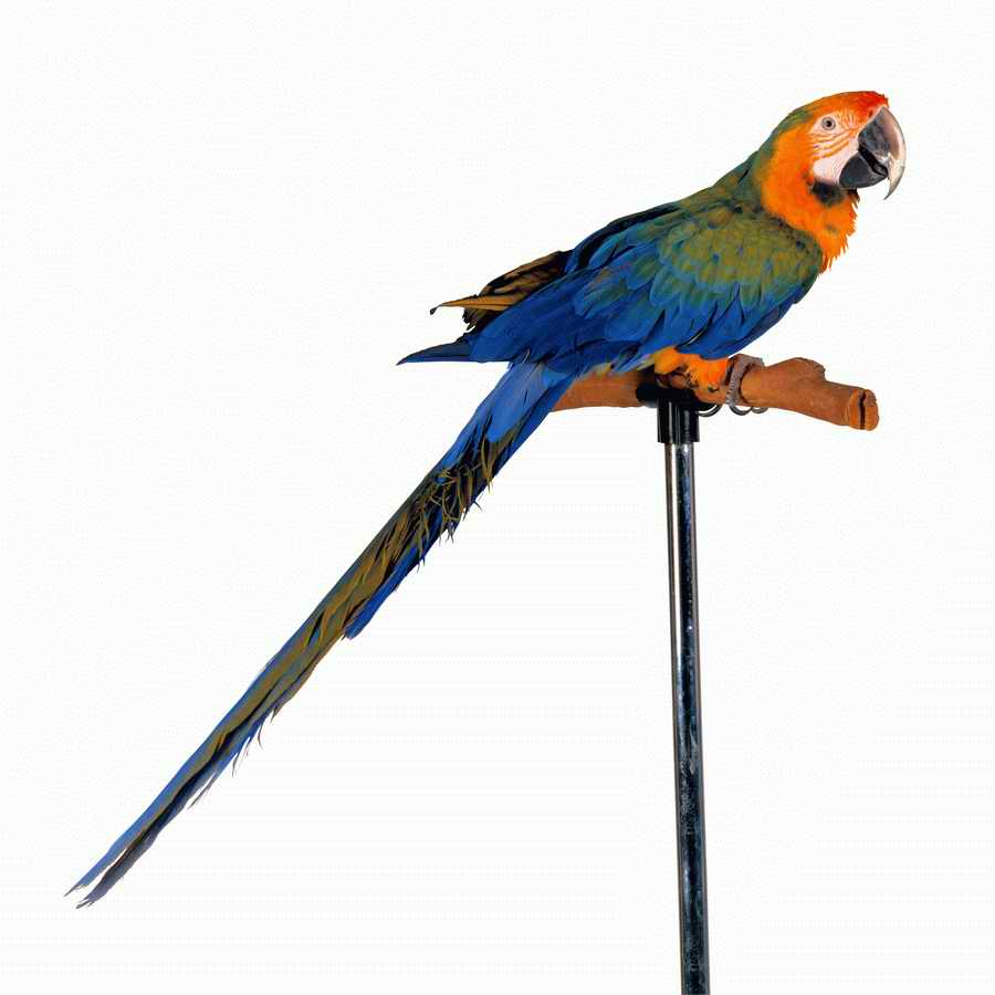 Lions, Tigers and Bears - Photodisc Object Series ></a>
<script language=JavaScript> 
  var txt = 