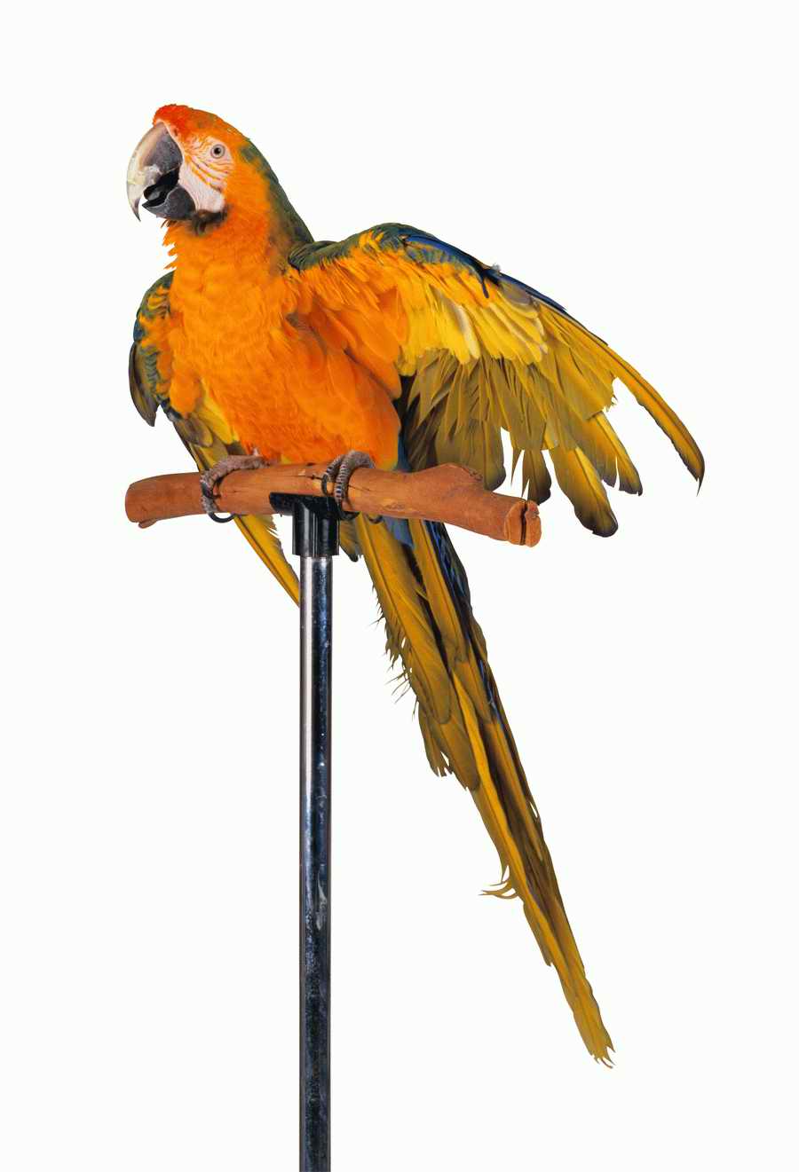 Lions, Tigers and Bears - Photodisc Object Series ></a>
<script language=JavaScript> 
  var txt = 