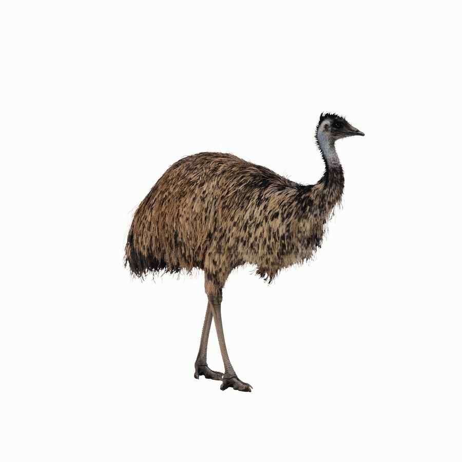 Lions, Tigers and Bears - Photodisc Object Series ></a>
<script language=JavaScript> 
  var txt = 