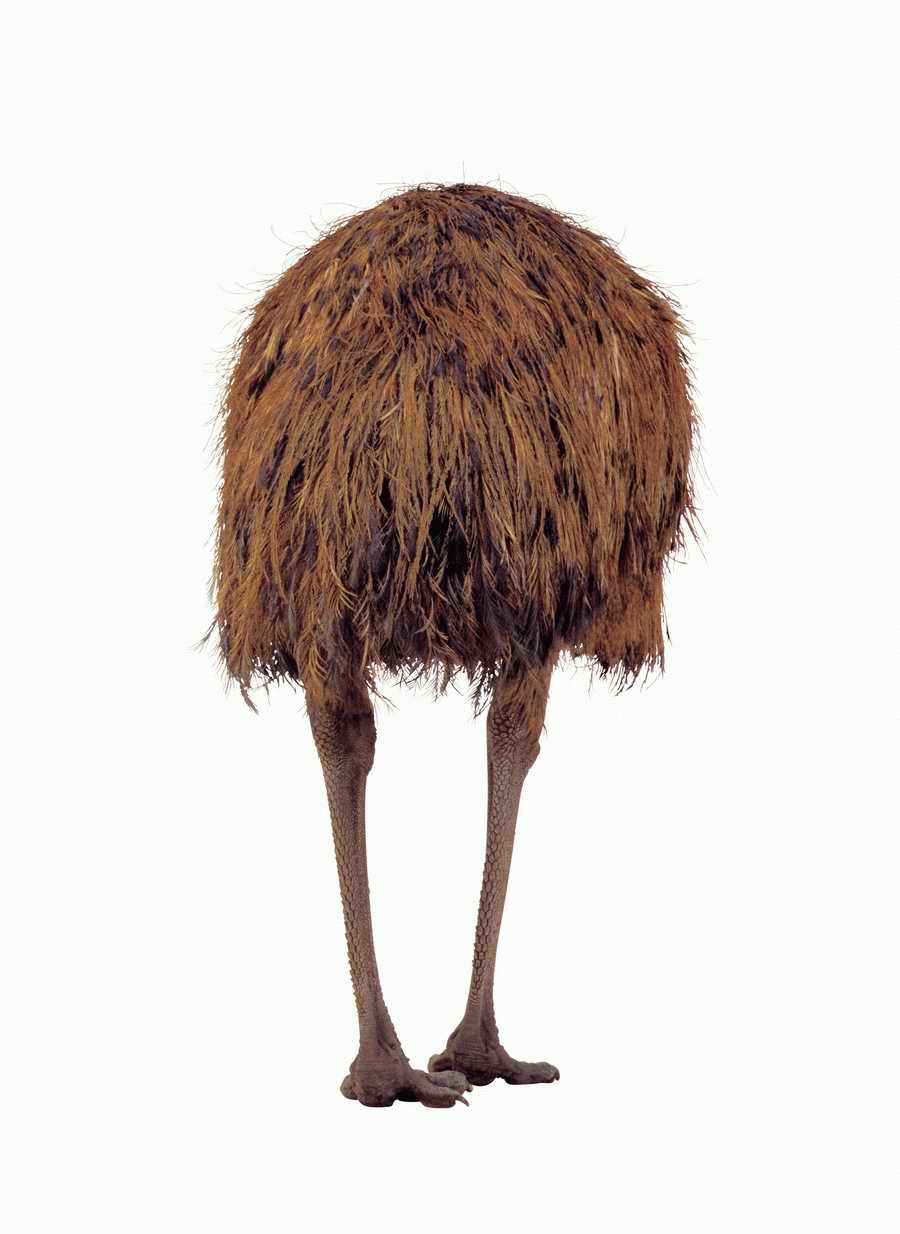 Lions, Tigers and Bears - Photodisc Object Series ></a>
<script language=JavaScript> 
  var txt = 