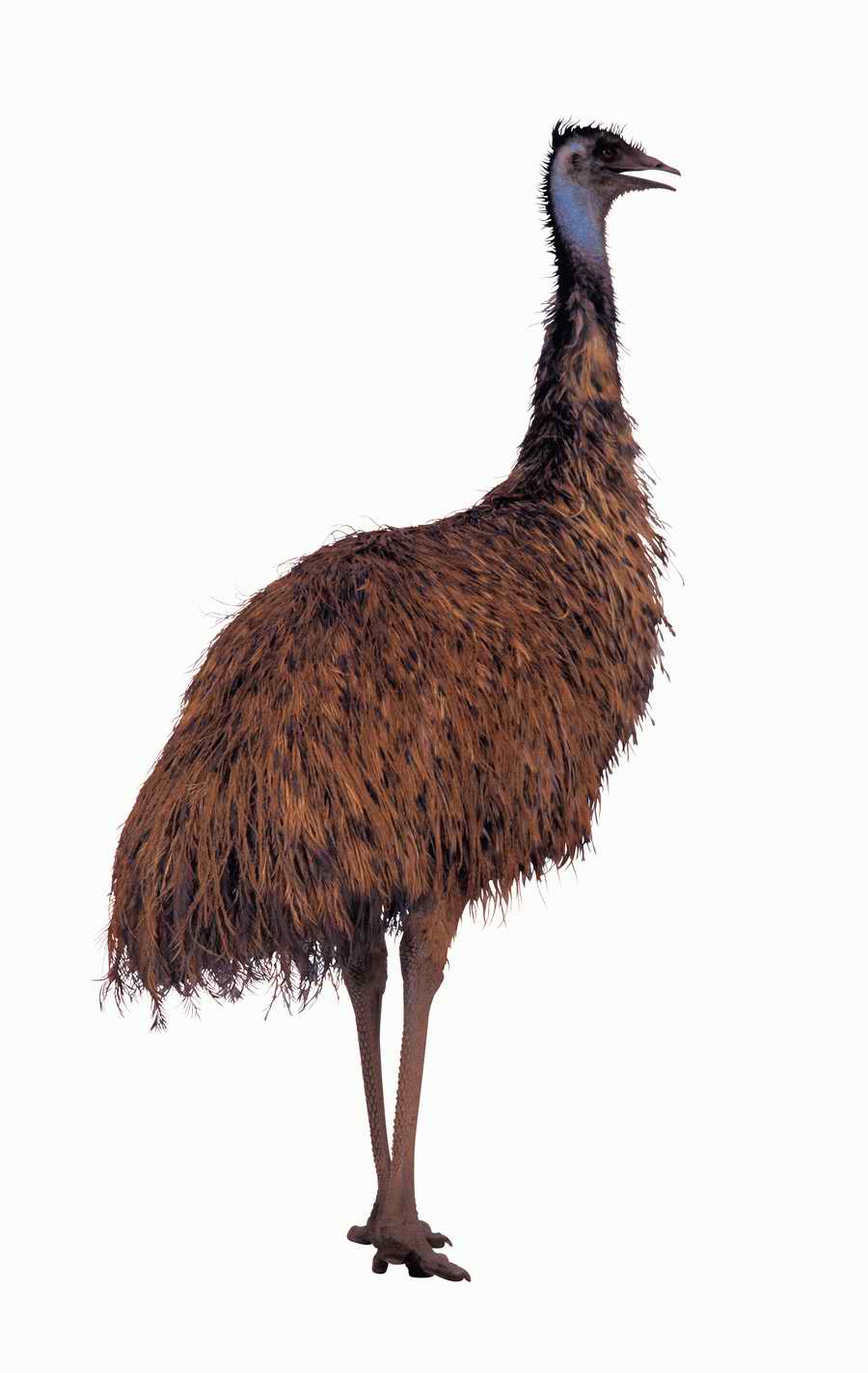 Lions, Tigers and Bears - Photodisc Object Series ></a>
<script language=JavaScript> 
  var txt = 