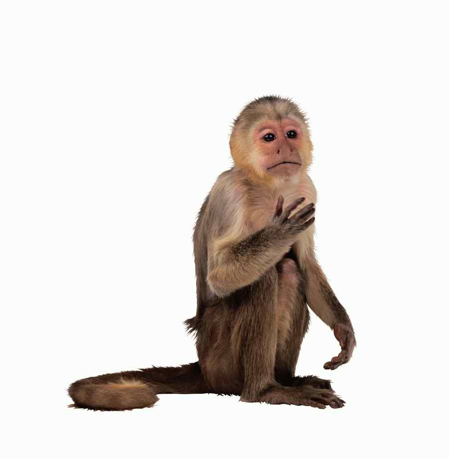 Lions, Tigers and Bears - Photodisc Object Series ></a>
<script language=JavaScript> 
  var txt = 