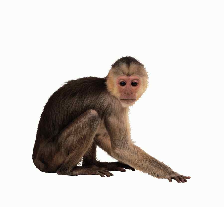 Lions, Tigers and Bears - Photodisc Object Series ></a>
<script language=JavaScript> 
  var txt = 