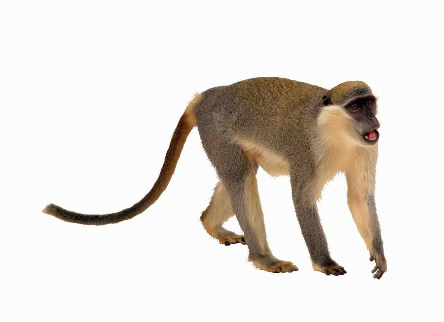 Lions, Tigers and Bears - Photodisc Object Series ></a>
<script language=JavaScript> 
  var txt = 