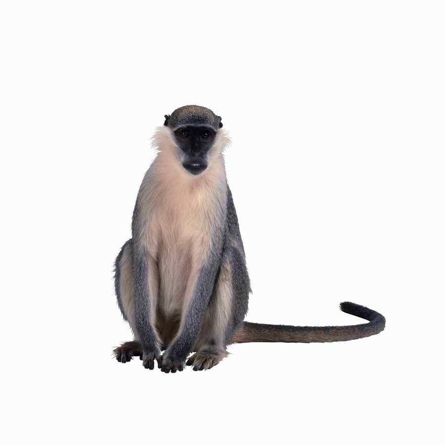 Lions, Tigers and Bears - Photodisc Object Series ></a>
<script language=JavaScript> 
  var txt = 