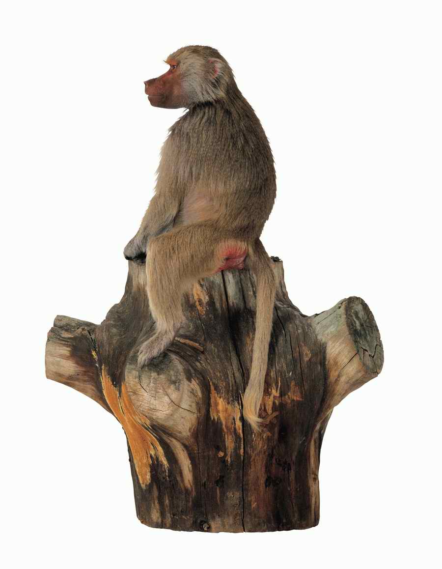 Lions, Tigers and Bears - Photodisc Object Series ></a>
<script language=JavaScript> 
  var txt = 