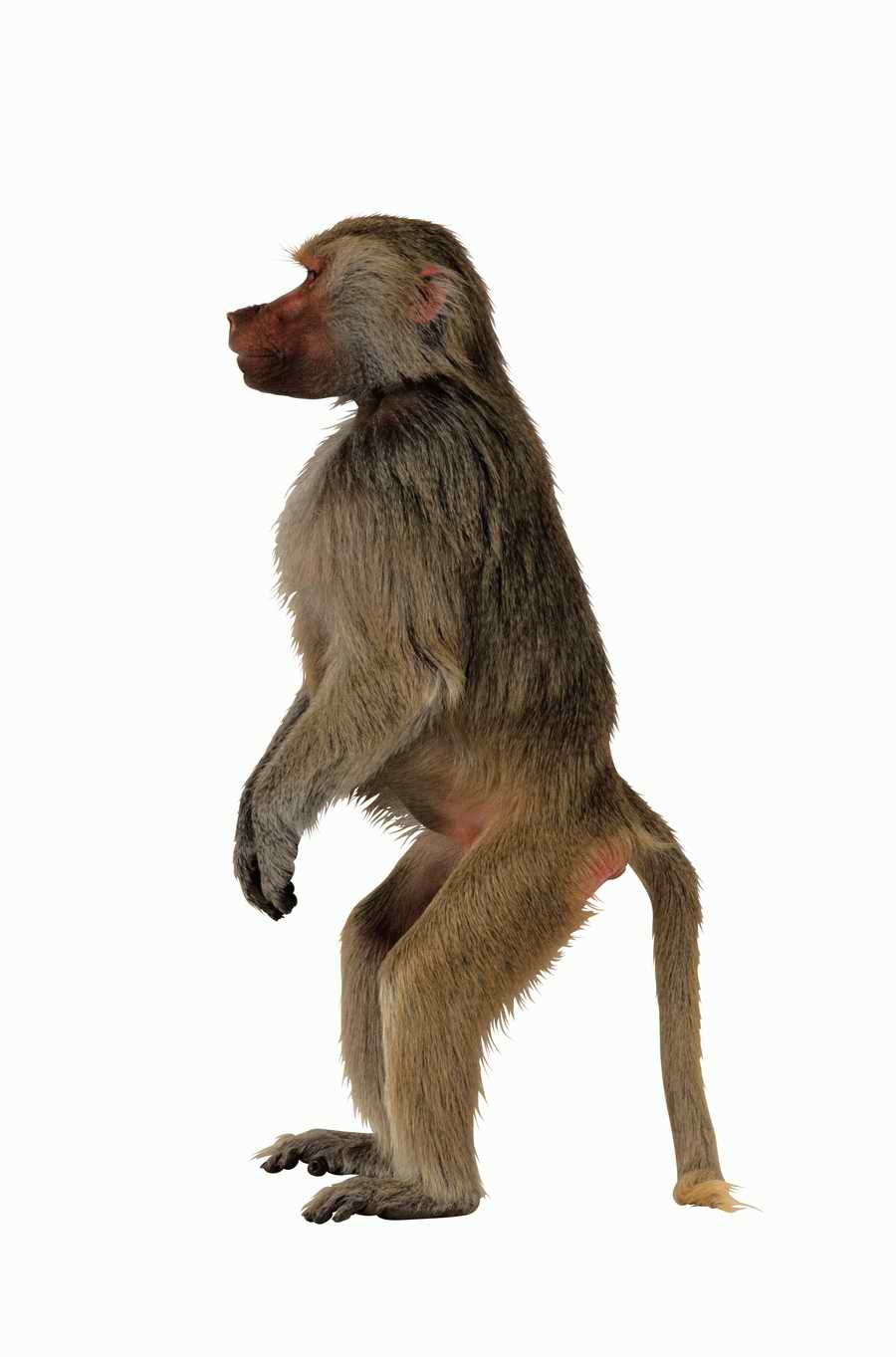 Lions, Tigers and Bears - Photodisc Object Series ></a>
<script language=JavaScript> 
  var txt = 