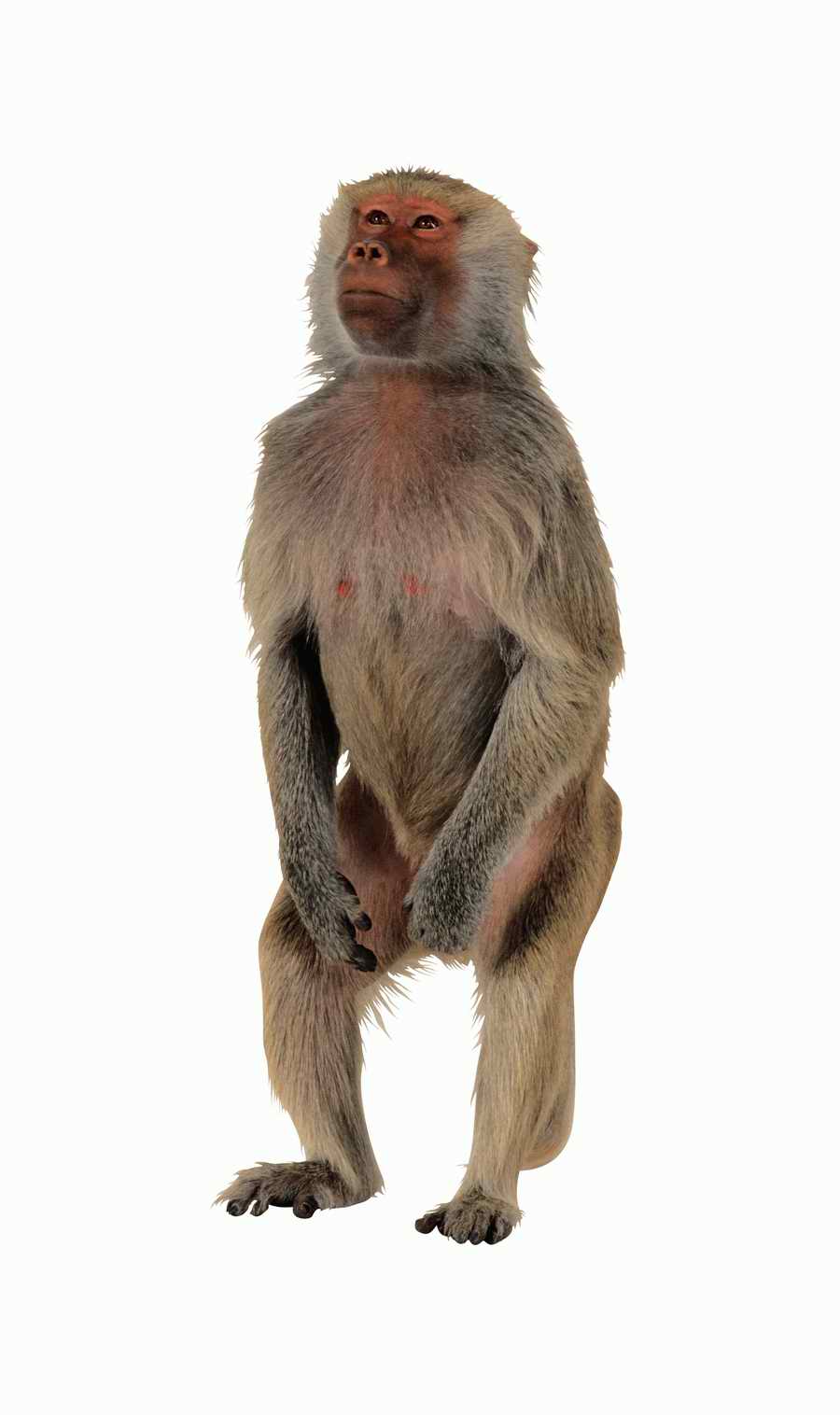 Lions, Tigers and Bears - Photodisc Object Series ></a>
<script language=JavaScript> 
  var txt = 