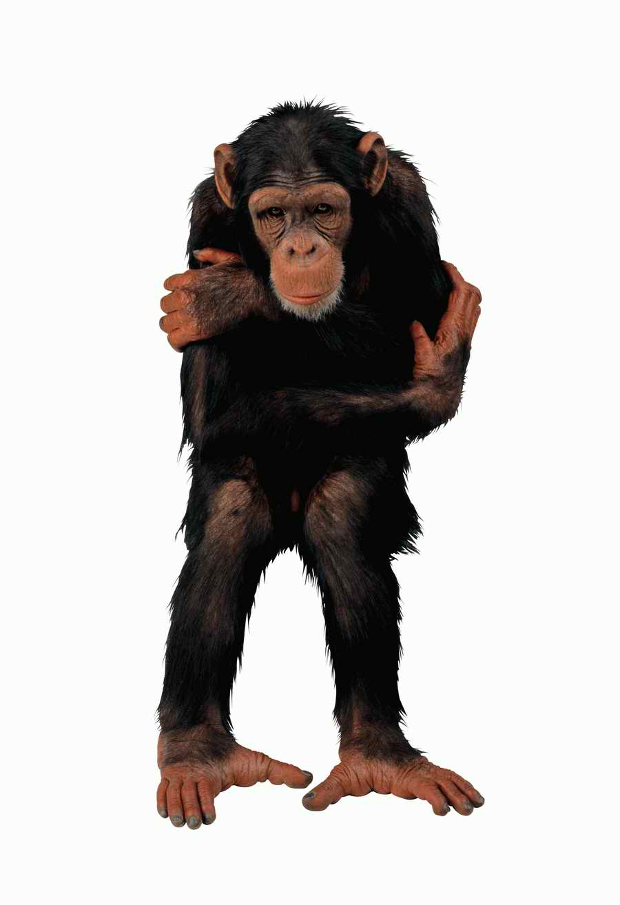 Lions, Tigers and Bears - Photodisc Object Series ></a>
<script language=JavaScript> 
  var txt = 