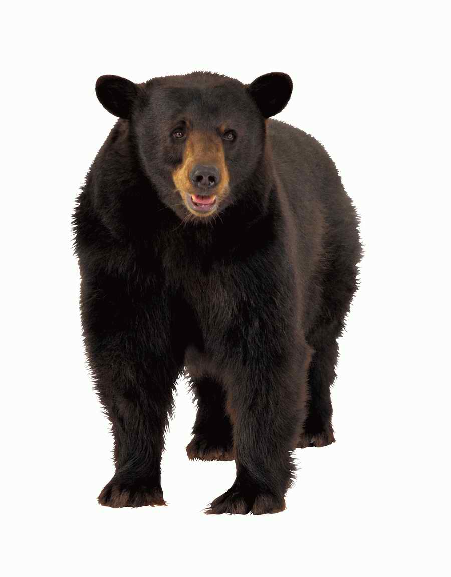 Lions, Tigers and Bears - Photodisc Object Series ></a>
<script language=JavaScript> 
  var txt = 