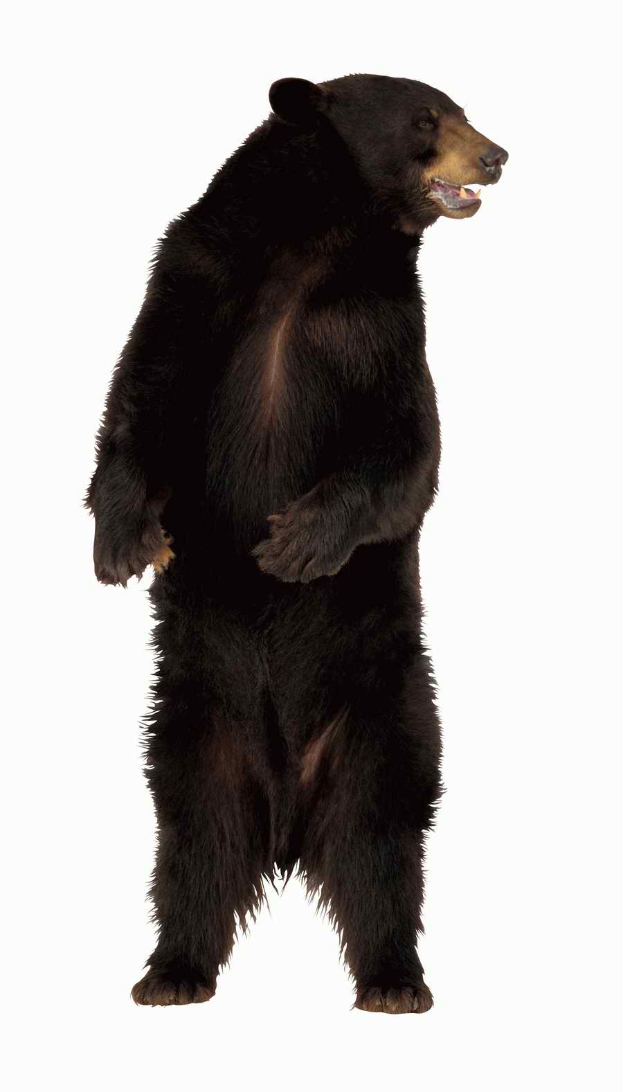 Lions, Tigers and Bears - Photodisc Object Series ></a>
<script language=JavaScript> 
  var txt = 