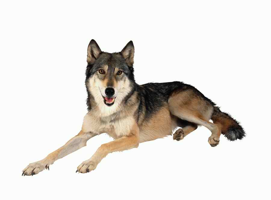 Lions, Tigers and Bears - Photodisc Object Series ></a>
<script language=JavaScript> 
  var txt = 