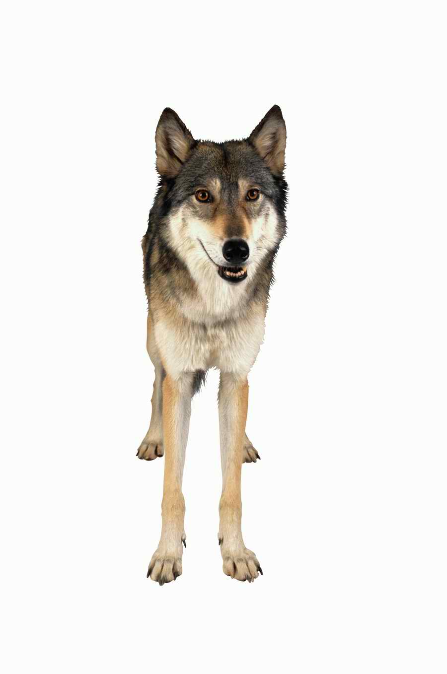 Lions, Tigers and Bears - Photodisc Object Series ></a>
<script language=JavaScript> 
  var txt = 