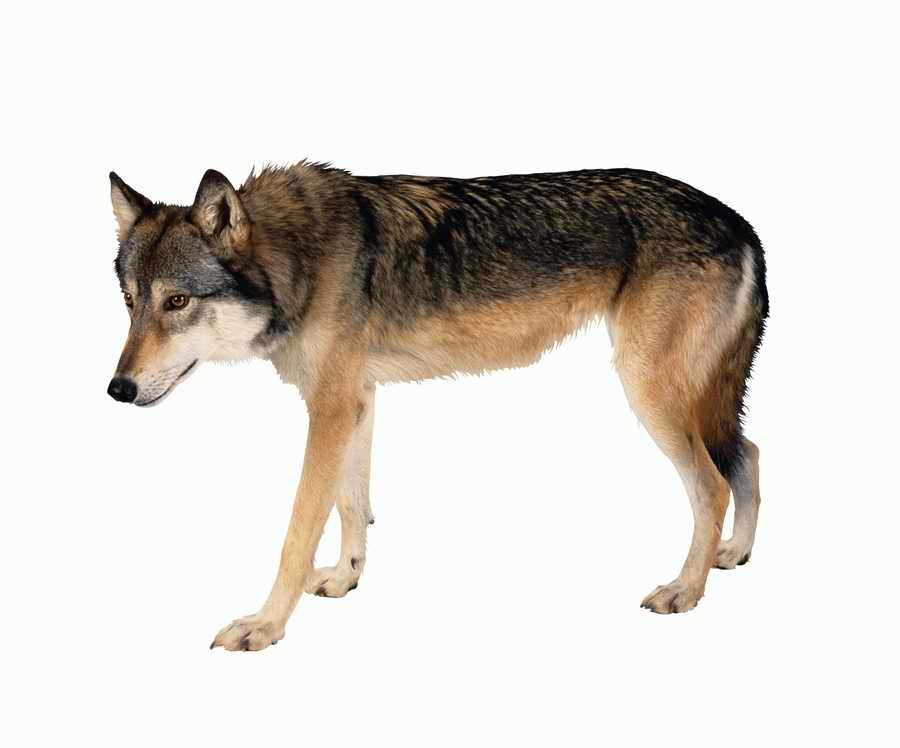 Lions, Tigers and Bears - Photodisc Object Series ></a>
<script language=JavaScript> 
  var txt = 