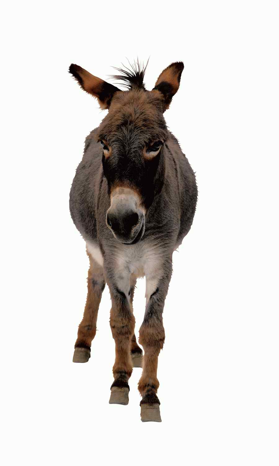 Lions, Tigers and Bears - Photodisc Object Series ></a>
<script language=JavaScript> 
  var txt = 