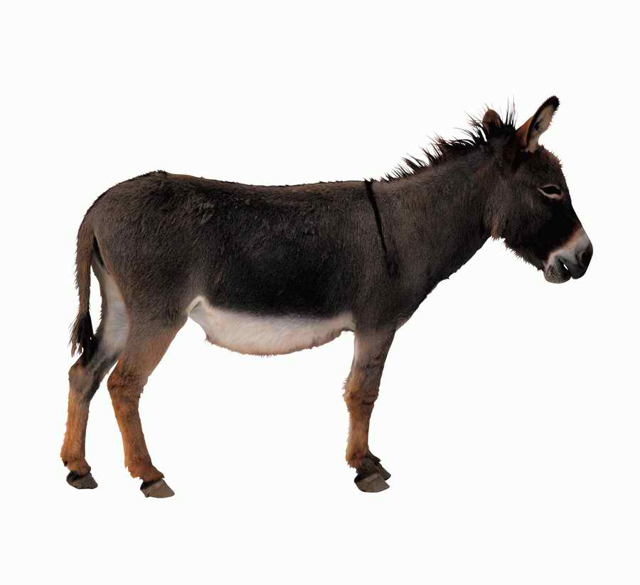 Lions, Tigers and Bears - Photodisc Object Series ></a>
<script language=JavaScript> 
  var txt = 